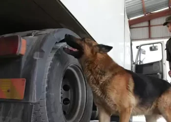 Есірткі, заңсыз ақша, қос азаматтық: Абай облысының шекара беткетінде заңсыздықтардың жолы кесілді