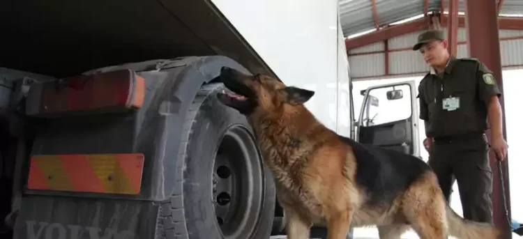 Фото: ҚР ҰҚК Шекара қызметі Абай облысы бойынша департаментінің баспасөз қызметі