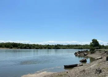 Ертіске сібір бекіресінің шабақтары жіберілді