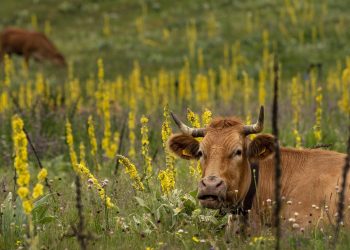 Мал басы қанша: елімізде ауыл шаруашылығы санағы өтеді
