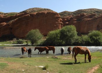 Қазақстанда ауыл шаруашылығы санағының офлайн кезеңі басталады