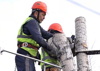 Семейде ағаштарды кесіп жатыр